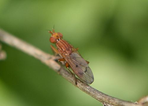 Tetanocera sp.